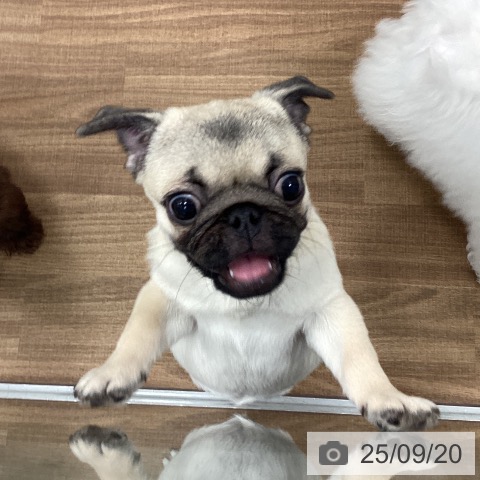 パグの写真