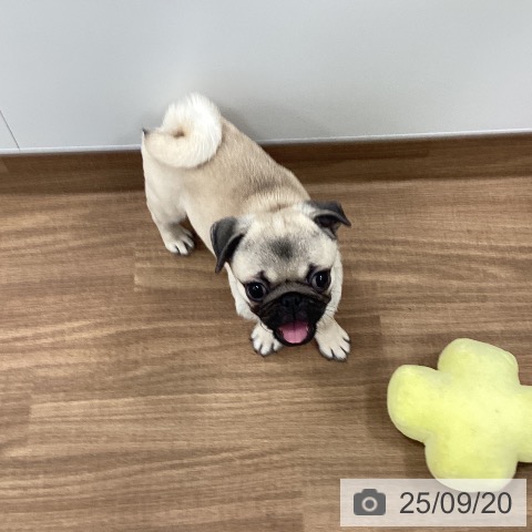 パグの写真