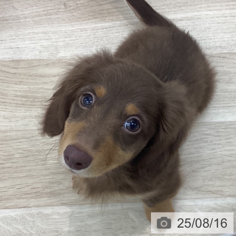ミニチュア・ダックスフンドの写真