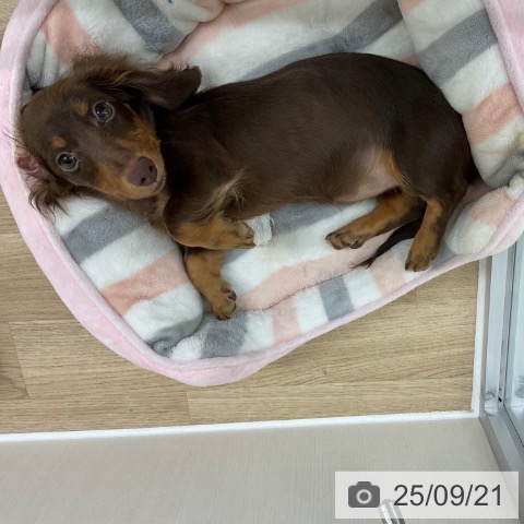ミニチュア・ダックスフンドの写真