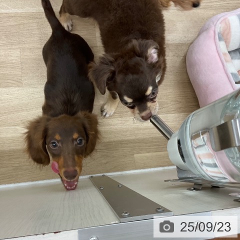 ミニチュア・ダックスフンドの写真