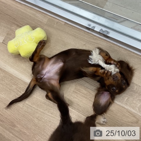 ミニチュア・ダックスフンドの写真
