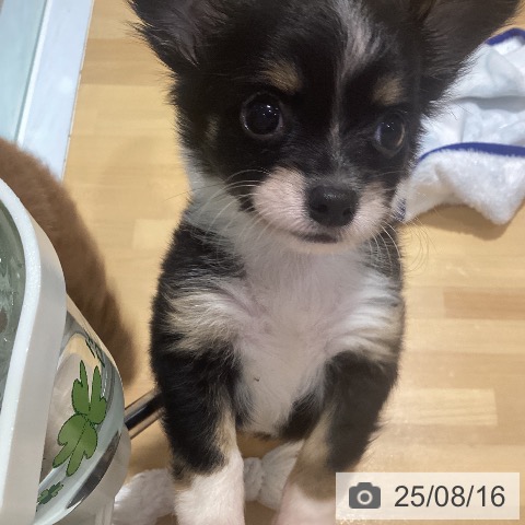 チワワの写真