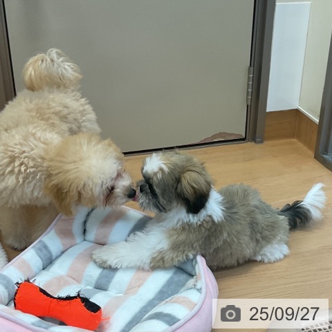 シー・ズーの写真