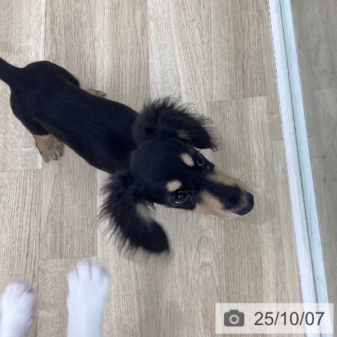 ミニチュア・ダックスフンドの写真