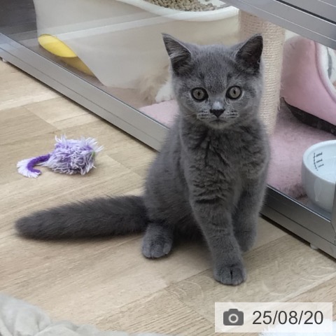 ブリティッシュショートヘアの写真