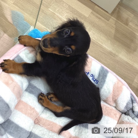 ミニチュア・ダックスフンドの写真