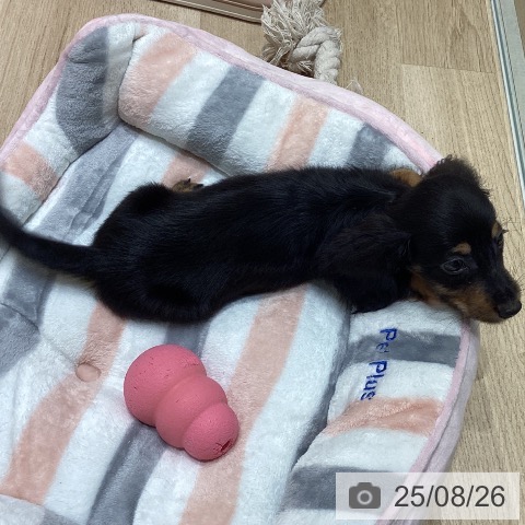 ミニチュア・ダックスフンドの写真