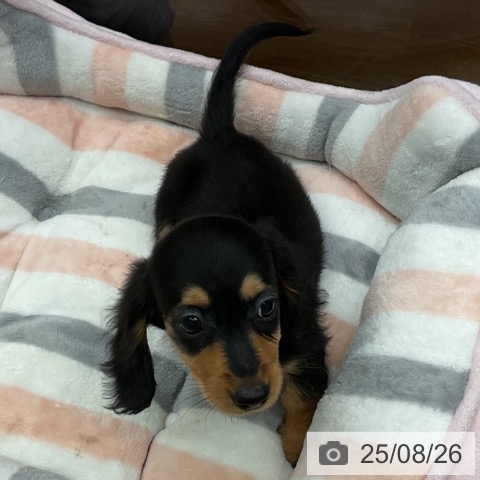 ミニチュア・ダックスフンドの写真