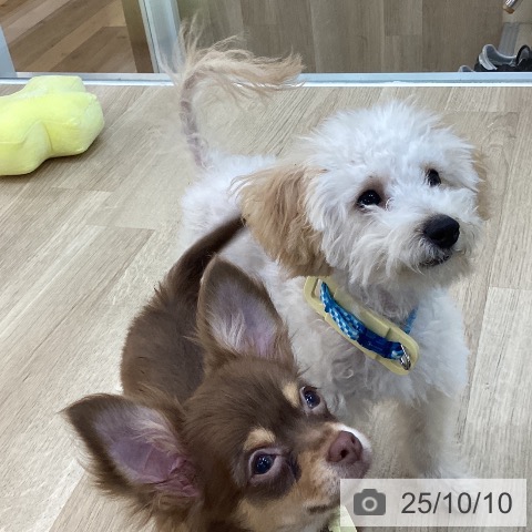 トイ・プードルの写真