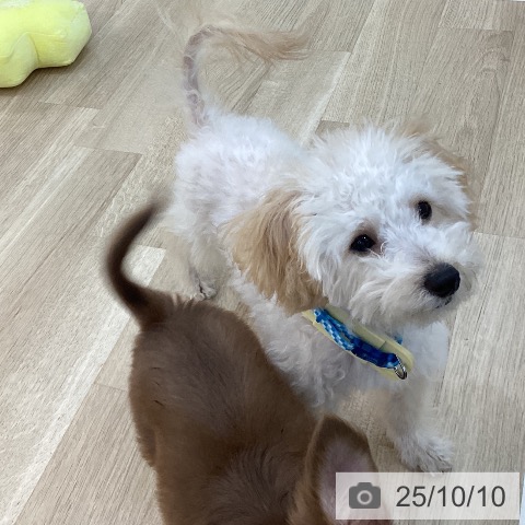 トイ・プードルの写真