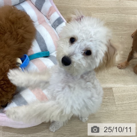 トイ・プードルの写真