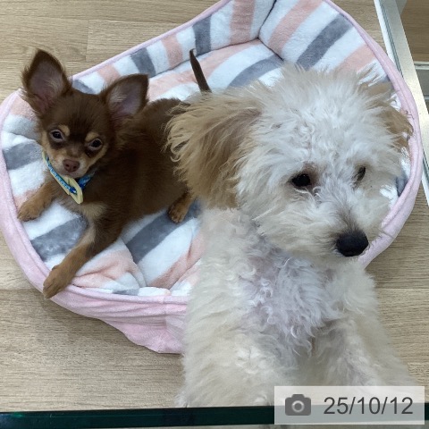 トイ・プードルの写真