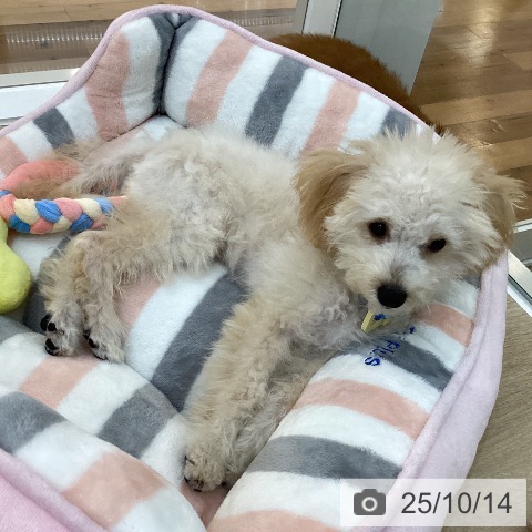 トイ・プードルの写真