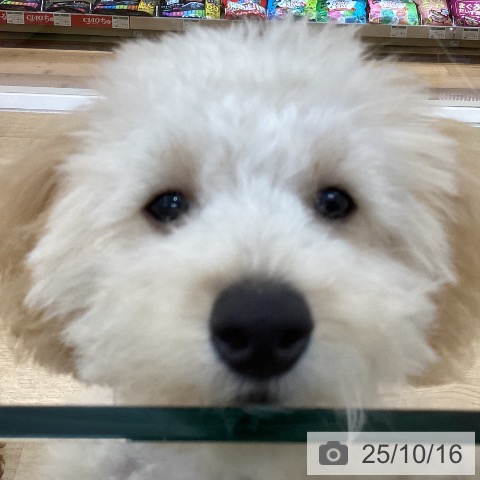 トイ・プードルの写真