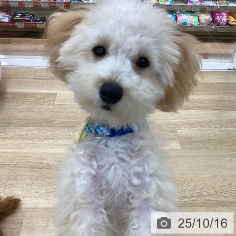 トイ・プードルの写真