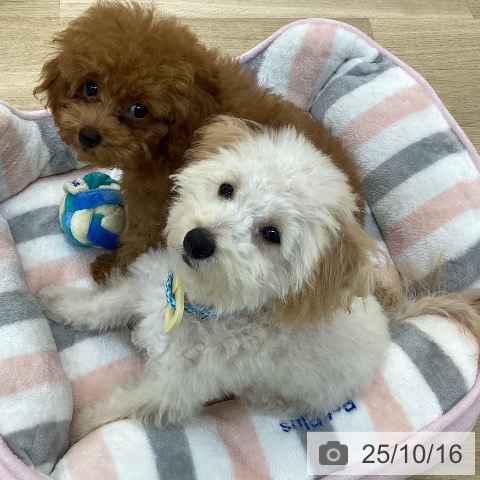 トイ・プードルの写真