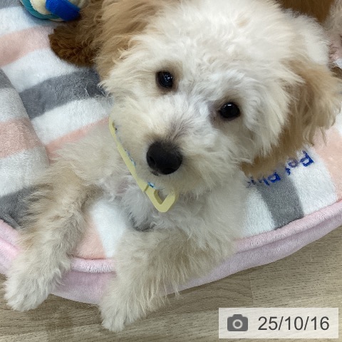 トイ・プードルの写真