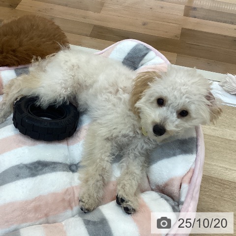 トイ・プードルの写真