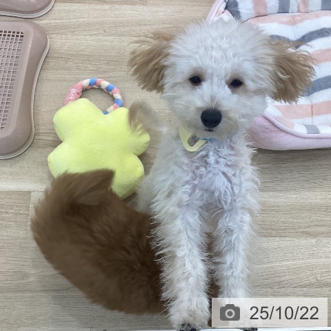 トイ・プードルの写真