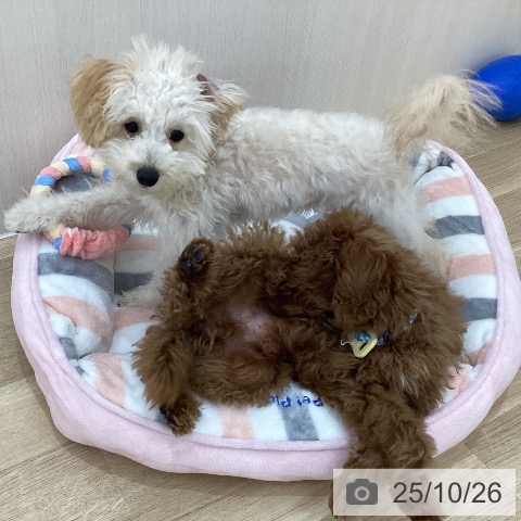 トイ・プードルの写真