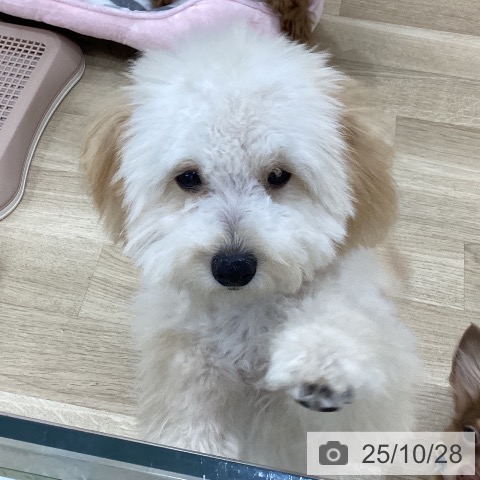 トイ・プードルの写真