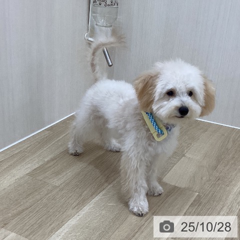 トイ・プードルの写真