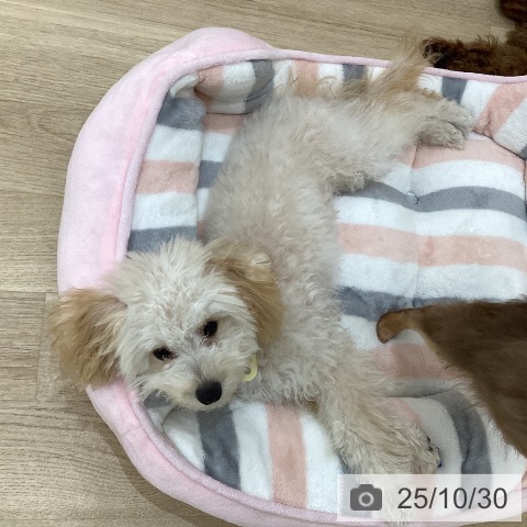 トイ・プードルの写真