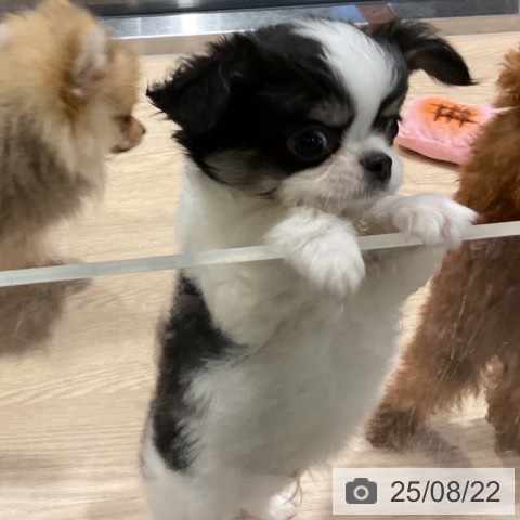 チワワの写真