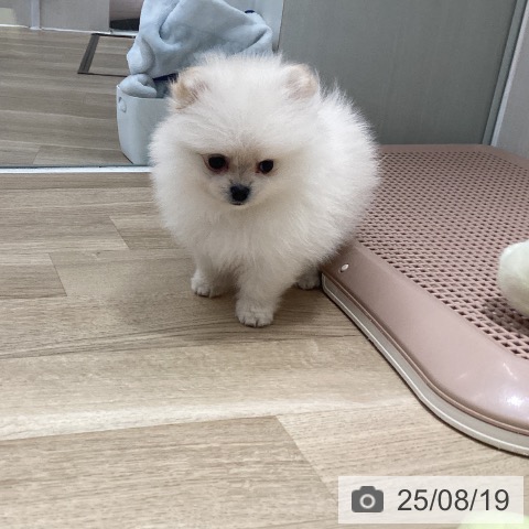 ポメラニアンの写真