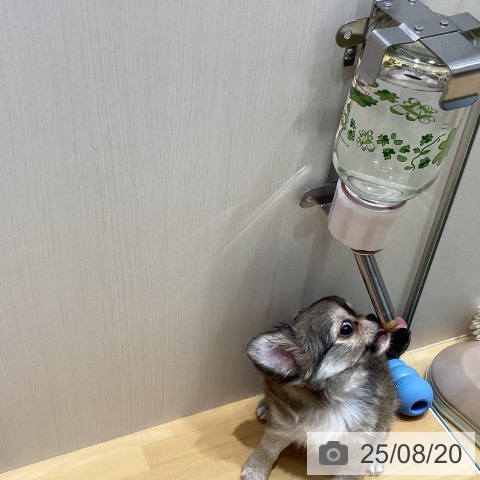 チワワの写真