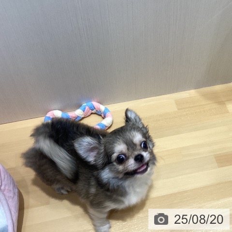 チワワの写真