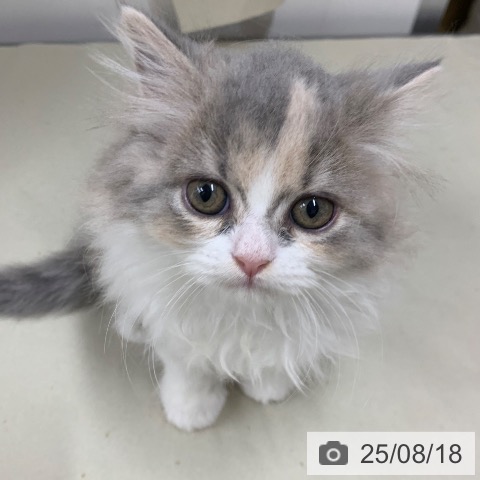 スコティッシュフォールドの写真