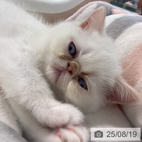 エキゾチックの写真