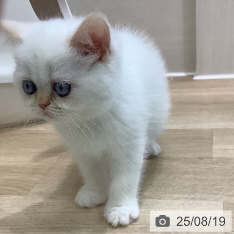 エキゾチックの写真