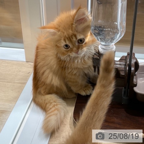 マンチカンの写真