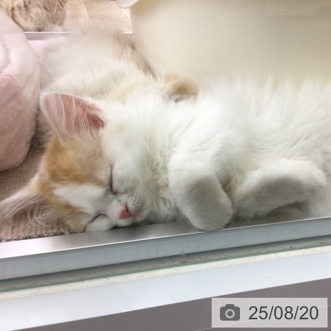 スコティッシュフォールドの写真