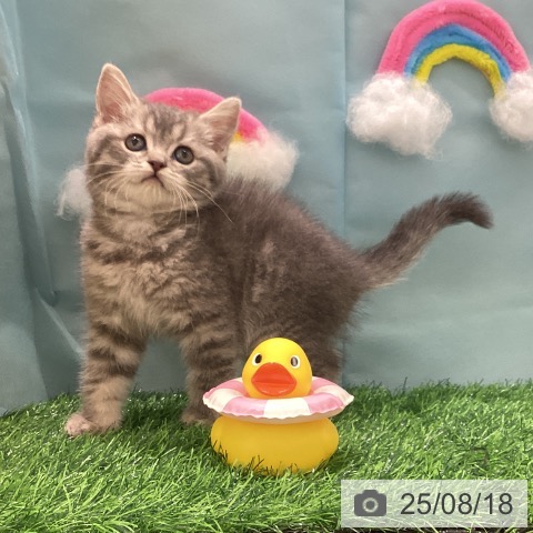 スコティッシュフォールドの写真