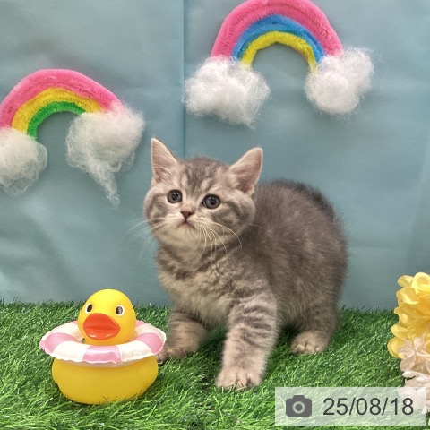 スコティッシュフォールドの写真