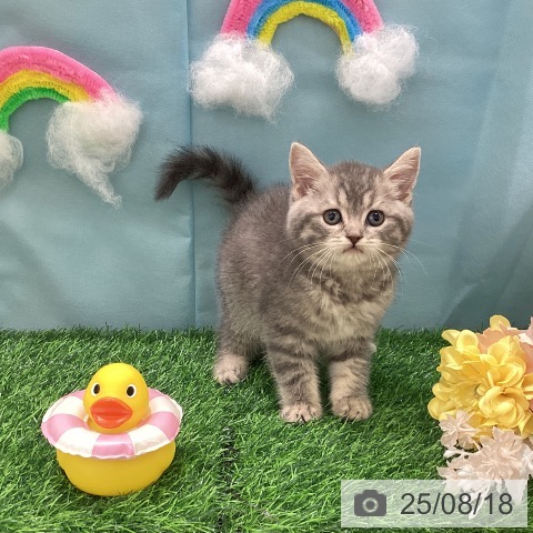 スコティッシュフォールドの写真