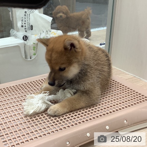 柴の写真