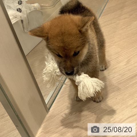 柴の写真
