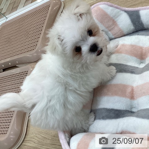 マルチーズの写真