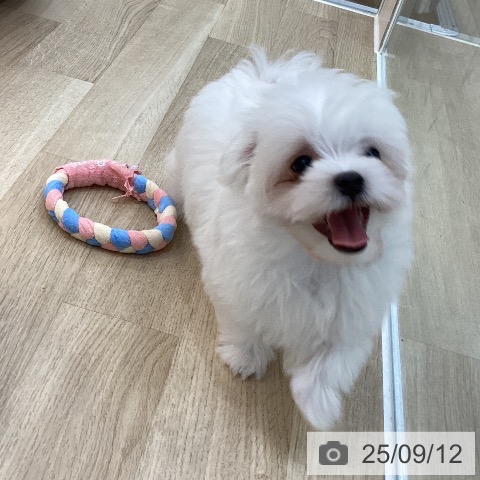 マルチーズの写真