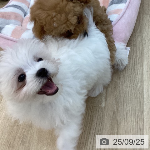 マルチーズの写真