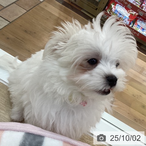 マルチーズの写真
