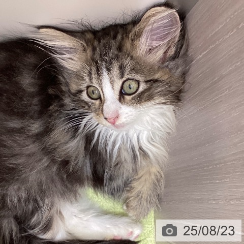 ノルウェージャンフォレストキャットの写真