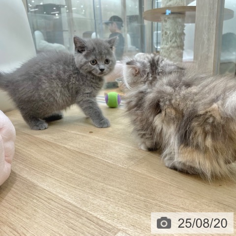 ブリティッシュショートヘアの写真