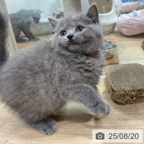 ブリティッシュショートヘアの写真