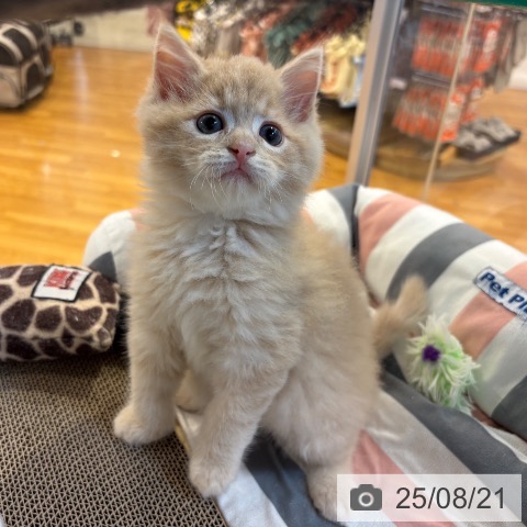 サイベリアンの写真